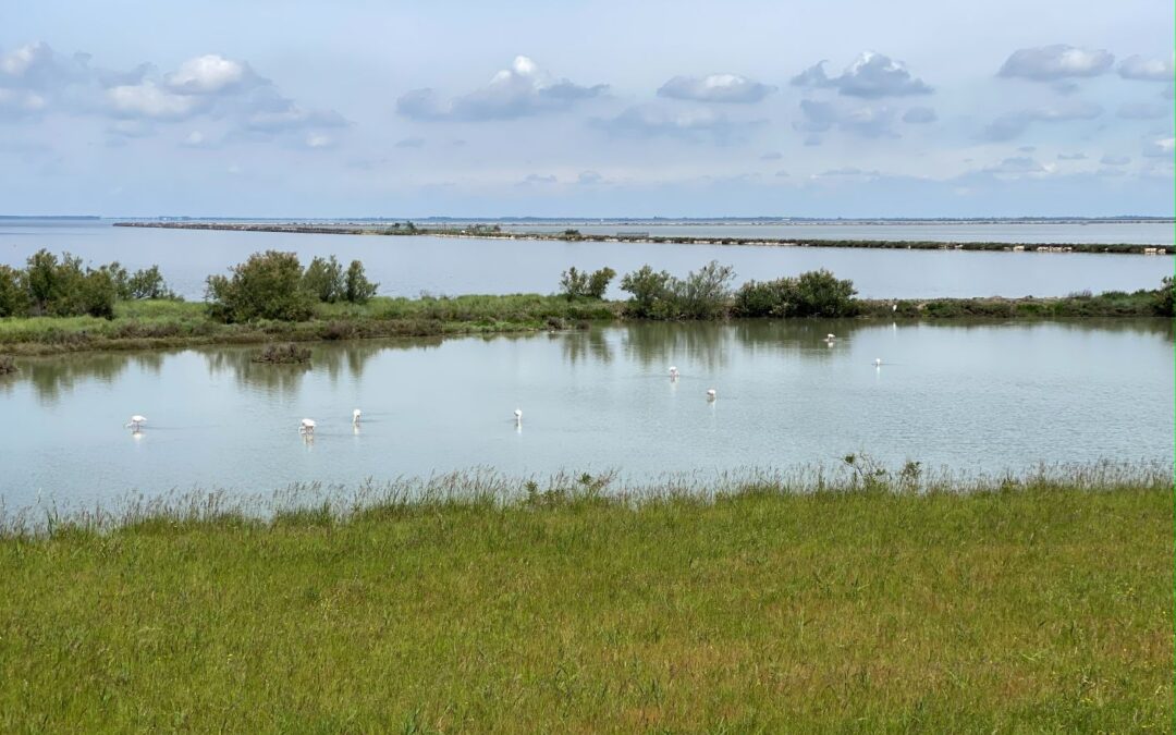Valli di Comacchio maggio 2021