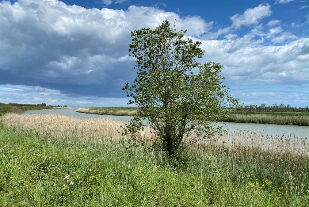 Sacca degli Scardovari maggio 2021